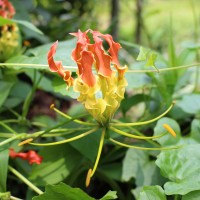 Gloriosa superba L.